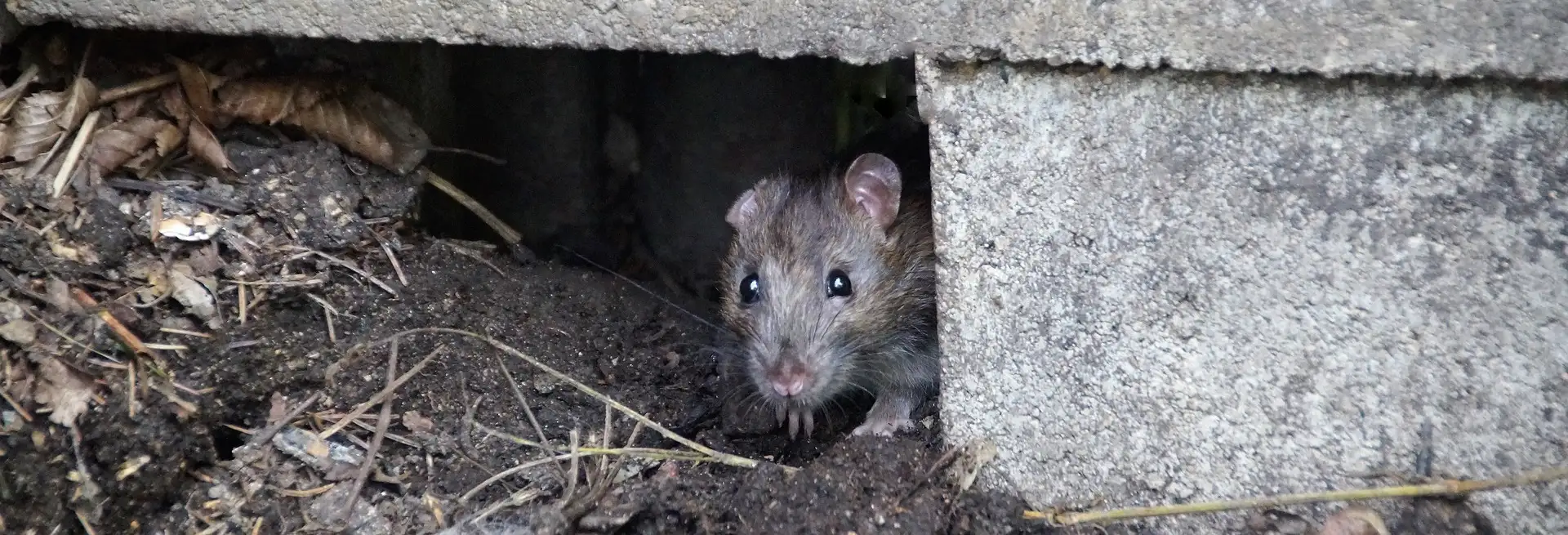 Ratten und Mäuse - Gefahr für Mensch und Tier